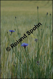 Kornblume, Centaurea cyanus und Gerste, Hordeum vulgare, Asteraceae, Centaurea cyanus, Kornblume, Blühend Kauf von 00468centaurea_cyanusimg_2453.jpg