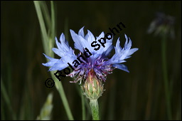 Kornblume, Centaurea cyanus und Gerste, Hordeum vulgare, Asteraceae, Centaurea cyanus, Kornblume, Blhend Kauf von 00468centaurea_cyanusimg_2454.jpg