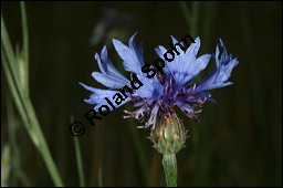 Kornblume, Centaurea cyanus und Gerste, Hordeum vulgare, Asteraceae, Centaurea cyanus, Kornblume, Blühend Kauf von 00468centaurea_cyanusimg_2455.jpg