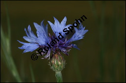 Kornblume, Centaurea cyanus und Gerste, Hordeum vulgare, Asteraceae, Centaurea cyanus, Kornblume, Blühend Kauf von 00468centaurea_cyanusimg_2456.jpg