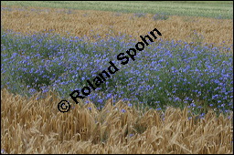 Kornblume, Centaurea cyanus und Gerste, Hordeum vulgare, Asteraceae, Centaurea cyanus, Kornblume, Blhend Kauf von 00468centaurea_cyanusimg_2580.jpg