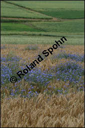 Kornblume, Centaurea cyanus und Gerste, Hordeum vulgare, Asteraceae, Centaurea cyanus, Kornblume, Blhend Kauf von 00468centaurea_cyanusimg_2581.jpg