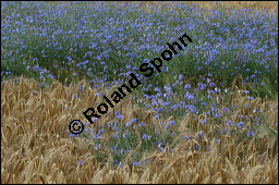 Kornblume, Centaurea cyanus und Gerste, Hordeum vulgare, Asteraceae, Centaurea cyanus, Kornblume, Blühend Kauf von 00468centaurea_cyanusimg_2582.jpg