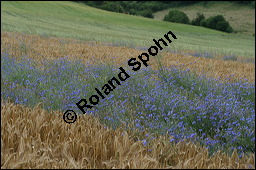 Kornblume, Centaurea cyanus und Gerste, Hordeum vulgare, Asteraceae, Centaurea cyanus, Kornblume, Blhend Kauf von 00468centaurea_cyanusimg_2583.jpg