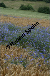 Kornblume, Centaurea cyanus und Gerste, Hordeum vulgare, Asteraceae, Centaurea cyanus, Kornblume, Blhend Kauf von 00468centaurea_cyanusimg_2584.jpg