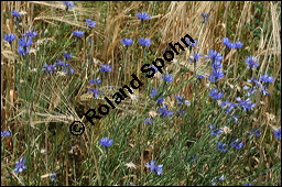 Kornblume, Centaurea cyanus und Gerste, Hordeum vulgare, Asteraceae, Centaurea cyanus, Kornblume, Blühend Kauf von 00468centaurea_cyanusimg_8326.jpg