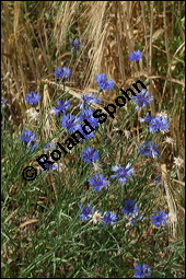 Kornblume, Centaurea cyanus und Gerste, Hordeum vulgare, Asteraceae, Centaurea cyanus, Kornblume, Blhend Kauf von 00468centaurea_cyanusimg_8327.jpg