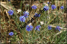 Kornblume, Centaurea cyanus und Gerste, Hordeum vulgare, Asteraceae, Centaurea cyanus, Kornblume, Blühend Kauf von 00468centaurea_cyanusimg_8328.jpg