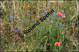 Kornblume, Centaurea cyanus und Gerste, Hordeum vulgare, Asteraceae, Centaurea cyanus, Kornblume, Blühend Kauf von 00468centaurea_cyanusimg_8330.jpg