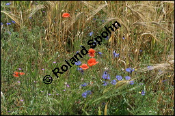 Kornblume, Centaurea cyanus und Gerste, Hordeum vulgare, Asteraceae, Centaurea cyanus, Kornblume, Blühend Kauf von 00468centaurea_cyanusimg_8331.jpg