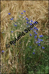 Kornblume, Centaurea cyanus und Gerste, Hordeum vulgare, Asteraceae, Centaurea cyanus, Kornblume, Blühend Kauf von 00468centaurea_cyanusimg_8332.jpg