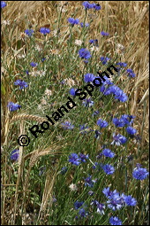 Kornblume, Centaurea cyanus und Gerste, Hordeum vulgare, Asteraceae, Centaurea cyanus, Kornblume, Blühend Kauf von 00468centaurea_cyanusimg_8333.jpg