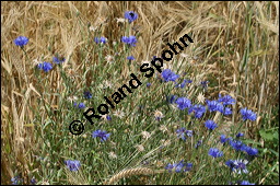 Kornblume, Centaurea cyanus und Gerste, Hordeum vulgare, Asteraceae, Centaurea cyanus, Kornblume, Blühend Kauf von 00468centaurea_cyanusimg_8334.jpg