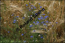 Kornblume, Centaurea cyanus und Gerste, Hordeum vulgare, Asteraceae, Centaurea cyanus, Kornblume, Blühend Kauf von 00468centaurea_cyanusimg_8335.jpg