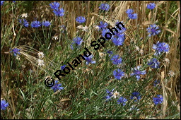 Kornblume, Centaurea cyanus und Gerste, Hordeum vulgare, Asteraceae, Centaurea cyanus, Kornblume, Blühend Kauf von 00468centaurea_cyanusimg_8336.jpg