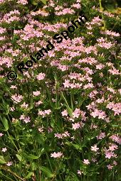 Echtes Tausendgüldenkraut, Centaurium erythraea, Erythraea centaurium, Centaurium umbellatum, Gentianaceae, Centaurium erythraea, Erythraea centaurium, Echtes Tausendgüldenkraut, Blühend Kauf von 00469_centaurium_erythraea_dsc_5090.jpg