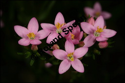 Echtes Tausendgüldenkraut, Centaurium erythraea, Erythraea centaurium, Centaurium umbellatum, Gentianaceae, Centaurium erythraea, Erythraea centaurium, Echtes Tausendgüldenkraut, Blühend Kauf von 00469centaurium_erythraeaimg_7884.jpg