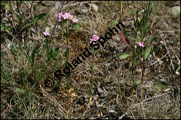 Echtes Tausendgüldenkraut, Centaurium erythraea, Erythraea centaurium, Centaurium umbellatum, Gentianaceae, Centaurium erythraea, Erythraea centaurium, Echtes Tausendgüldenkraut, Blühend Kauf von 00469centaurium_erythraeaimg_8474.jpg