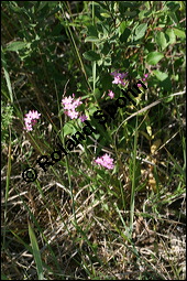 Echtes Tausendgldenkraut, Centaurium erythraea, Erythraea centaurium, Centaurium umbellatum, Gentianaceae, Centaurium erythraea, Erythraea centaurium, Echtes Tausendgldenkraut, Blhend Kauf von 00469centaurium_erythraeaimg_8475.jpg