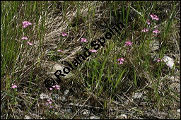 Echtes Tausendgüldenkraut, Centaurium erythraea, Erythraea centaurium, Centaurium umbellatum, Gentianaceae, Centaurium erythraea, Erythraea centaurium, Echtes Tausendgüldenkraut, Blühend Kauf von 00469centaurium_erythraeaimg_8476.jpg