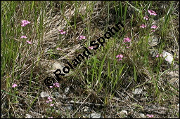 Echtes Tausendgüldenkraut, Centaurium erythraea, Erythraea centaurium, Centaurium umbellatum, Gentianaceae, Centaurium erythraea, Erythraea centaurium, Echtes Tausendgüldenkraut, Blühend Kauf von 00469centaurium_erythraeaimg_8477.jpg