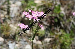 Echtes Tausendgüldenkraut, Centaurium erythraea, Erythraea centaurium, Centaurium umbellatum, Gentianaceae, Centaurium erythraea, Erythraea centaurium, Echtes Tausendgüldenkraut, Blühend Kauf von 00469centaurium_erythraeaimg_8478.jpg