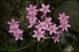 Echtes Tausendgüldenkraut, Centaurium erythraea, Erythraea centaurium, Centaurium umbellatum, Gentianaceae, Centaurium erythraea, Erythraea centaurium, Echtes Tausendgüldenkraut, Blühend Kauf von 00469centaurium_erythraeaimg_8480.jpg