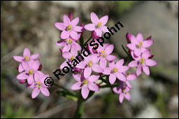 Echtes Tausendgüldenkraut, Centaurium erythraea, Erythraea centaurium, Centaurium umbellatum, Gentianaceae, Centaurium erythraea, Erythraea centaurium, Echtes Tausendgüldenkraut, Blühend Kauf von 00469centaurium_erythraeaimg_8481.jpg