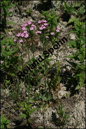 Echtes Tausendgüldenkraut, Centaurium erythraea, Erythraea centaurium, Centaurium umbellatum, Gentianaceae, Centaurium erythraea, Erythraea centaurium, Echtes Tausendgüldenkraut, Blühend Kauf von 00469centaurium_erythraeaimg_8483.jpg