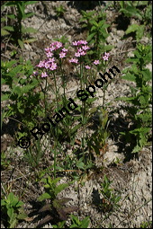 Echtes Tausendgüldenkraut, Centaurium erythraea, Erythraea centaurium, Centaurium umbellatum, Gentianaceae, Centaurium erythraea, Erythraea centaurium, Echtes Tausendgüldenkraut, Blühend Kauf von 00469centaurium_erythraeaimg_8484.jpg