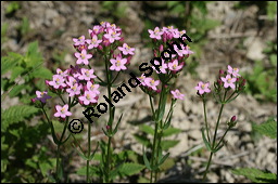 Echtes Tausendgüldenkraut, Centaurium erythraea, Erythraea centaurium, Centaurium umbellatum, Gentianaceae, Centaurium erythraea, Erythraea centaurium, Echtes Tausendgüldenkraut, Blühend Kauf von 00469centaurium_erythraeaimg_8485.jpg