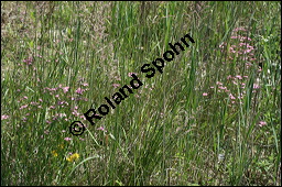 Echtes Tausendgüldenkraut, Centaurium erythraea, Erythraea centaurium, Centaurium umbellatum, Gentianaceae, Centaurium erythraea, Erythraea centaurium, Echtes Tausendgüldenkraut, Blühend Kauf von 00469centaurium_erythraeaimg_8486.jpg