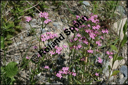 Echtes Tausendgüldenkraut, Centaurium erythraea, Erythraea centaurium, Centaurium umbellatum, Gentianaceae, Centaurium erythraea, Erythraea centaurium, Echtes Tausendgüldenkraut, Blühend Kauf von 00469centaurium_erythraeaimg_8487.jpg