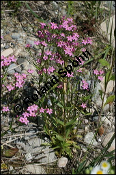 Echtes Tausendgldenkraut, Centaurium erythraea, Erythraea centaurium, Centaurium umbellatum, Gentianaceae, Centaurium erythraea, Erythraea centaurium, Echtes Tausendgldenkraut, Blhend Kauf von 00469centaurium_erythraeaimg_8488.jpg