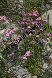 Echtes Tausendgldenkraut, Centaurium erythraea, Erythraea centaurium, Centaurium umbellatum, Gentianaceae, Centaurium erythraea, Erythraea centaurium, Echtes Tausendgldenkraut, Blhend Kauf von 00469centaurium_erythraeaimg_8489.jpg