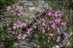 Echtes Tausendgüldenkraut, Centaurium erythraea, Erythraea centaurium, Centaurium umbellatum, Gentianaceae, Centaurium erythraea, Erythraea centaurium, Echtes Tausendgüldenkraut, Blühend Kauf von 00469centaurium_erythraeaimg_8490.jpg