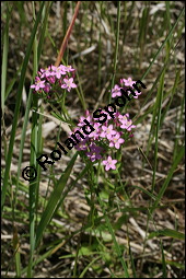 Echtes Tausendgüldenkraut, Centaurium erythraea, Erythraea centaurium, Centaurium umbellatum, Gentianaceae, Centaurium erythraea, Erythraea centaurium, Echtes Tausendgüldenkraut, Blühend Kauf von 00469centaurium_erythraeaimg_8493.jpg