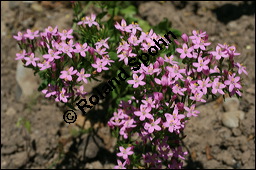 Echtes Tausendgüldenkraut, Centaurium erythraea, Erythraea centaurium, Centaurium umbellatum, Gentianaceae, Centaurium erythraea, Erythraea centaurium, Echtes Tausendgüldenkraut, Blühend Kauf von 00469centaurium_erythraeaimg_8633.jpg