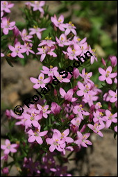 Echtes Tausendgüldenkraut, Centaurium erythraea, Erythraea centaurium, Centaurium umbellatum, Gentianaceae, Centaurium erythraea, Erythraea centaurium, Echtes Tausendgüldenkraut, Blühend Kauf von 00469centaurium_erythraeaimg_8634.jpg