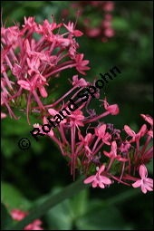 Rote Spornblume, Centranthus ruber, Valerianaceae, Centranthus ruber, Rote Spornblume, Blühend Kauf von 00470centranthus_ruberimg_2390.jpg