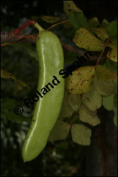 Johannisbrotbaum, Karobbaum, Karube, Carob, Ceratonia siliqua, Caesalpiniaceae, Ceratonia siliqua, Johannisbrotbaum, Karube, Carob, Samen und Diamanten Kauf von 00473ceratonia_siliquaimg_2689.jpg