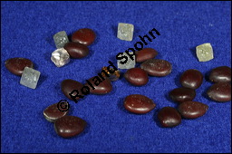 Johannisbrotbaum, Karobbaum, Karube, Carob, Ceratonia siliqua, Caesalpiniaceae, Ceratonia siliqua, Johannisbrotbaum, Karube, Carob, Samen und Diamanten Kauf von 00473ceratonia_siliquaimg_8943.jpg