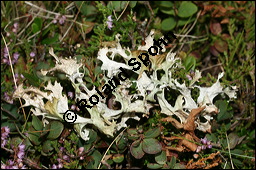 Islndisch Moos, Islndischmoos, Cetraria islandica, Lichen islandicus, Flechten, Cetraria islandica, Islndisch Moos, Islndischmoos, Thallus Kauf von 00474cetraria_islandicaimg_3724.jpg