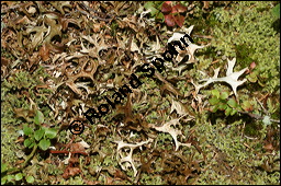 Islndisch Moos, Islndischmoos, Cetraria islandica, Lichen islandicus, Flechten, Cetraria islandica, Islndisch Moos, Islndischmoos, Thallus Kauf von 00474cetraria_islandicaimg_3726.jpg