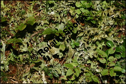 Islndisch Moos, Islndischmoos, Cetraria islandica, Lichen islandicus, Flechten, Cetraria islandica, Islndisch Moos, Islndischmoos, Thallus Kauf von 00474cetraria_islandicaimg_3728.jpg