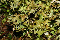 Islndisch Moos, Islndischmoos, Cetraria islandica, Lichen islandicus, Flechten, Cetraria islandica, Islndisch Moos, Islndischmoos, Thallus Kauf von 00474cetraria_islandicaimg_3730.jpg