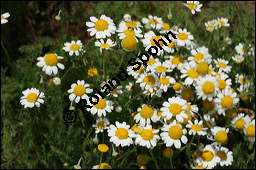 Römische Kamille, Chamaemelum nobile, Anthemis nobilis, Asteraceae, Chamaemelum nobile, Anthemis nobilis, Römische Kamille, Blühend Kauf von 00475chamaemelum_nobileimg_8636.jpg