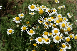 Römische Kamille, Chamaemelum nobile, Anthemis nobilis, Asteraceae, Chamaemelum nobile, Anthemis nobilis, Römische Kamille, Blühend Kauf von 00475chamaemelum_nobileimg_8637.jpg