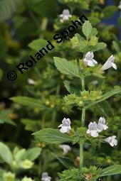 Zitronen-Melisse, Zitronenmelisse, Melisse, Melissa officinalis, Melissa officinalis, Zitronen-Melisse, Zitronenmelisse, Melisse, Lamiaceae, Blhend Kauf von 00476_melissa_officinalis_dsc_2962.jpg