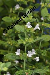 Zitronen-Melisse, Zitronenmelisse, Melisse, Melissa officinalis, Melissa officinalis, Zitronen-Melisse, Zitronenmelisse, Melisse, Lamiaceae, Blhend Kauf von 00476_melissa_officinalis_dsc_2963.jpg